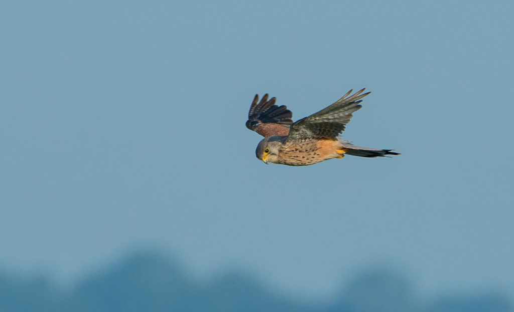 Turmfalke