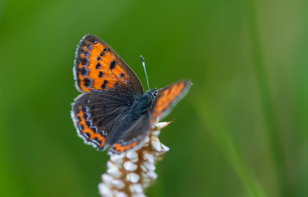 Blauschillernder Feuerfalter