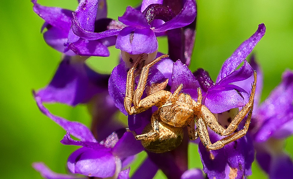 Busch-Krabbenspinne