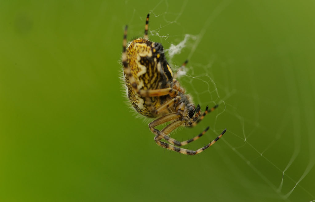 Eichblattradnetzspinne