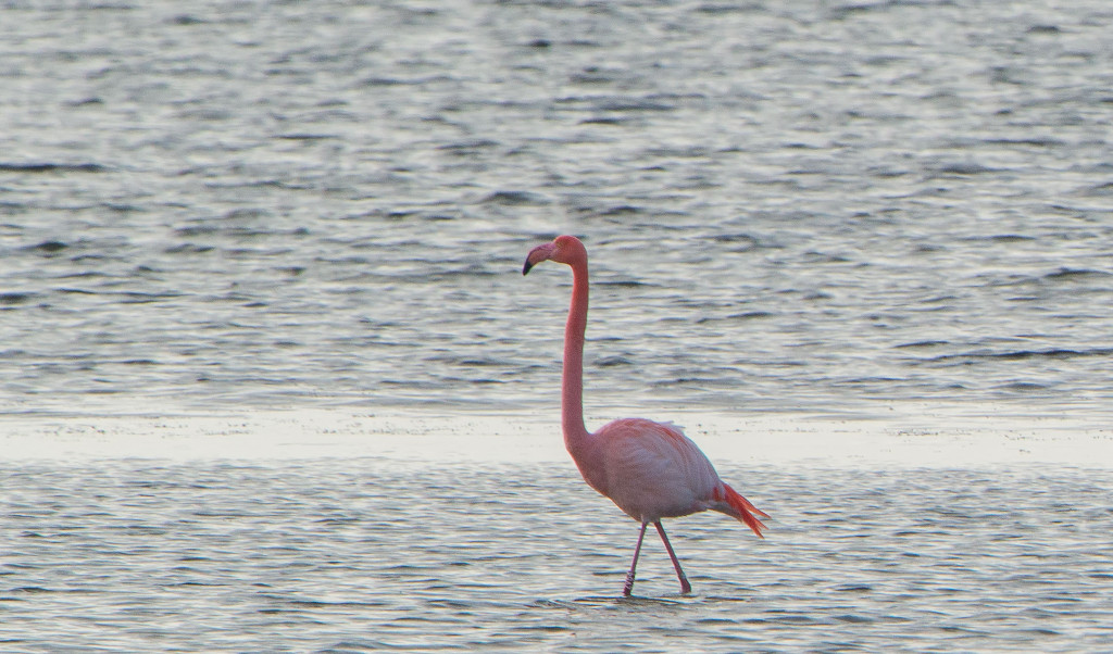 Phoenicopterus roseus