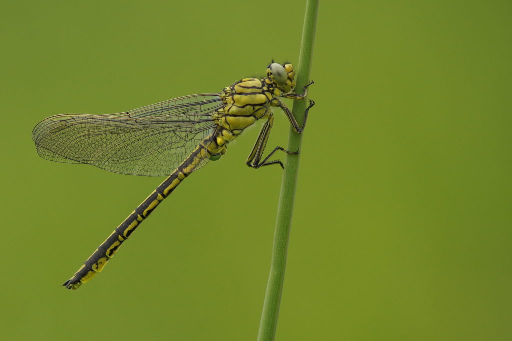 Westliche Keiljungfer