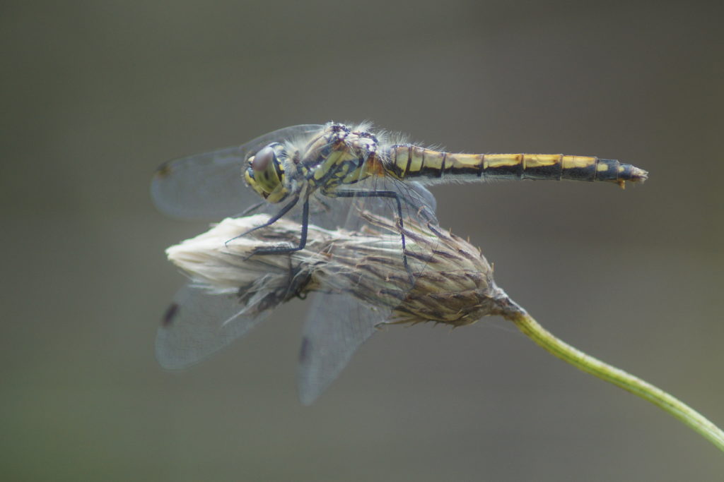 Schwarze Heidelibelle