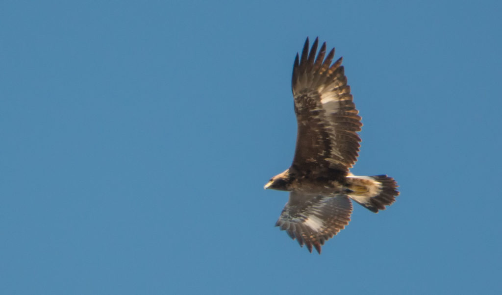 Steinadler