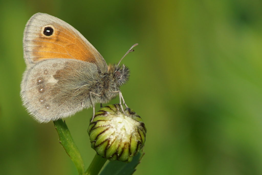 Kleines Wiesenvögelchen