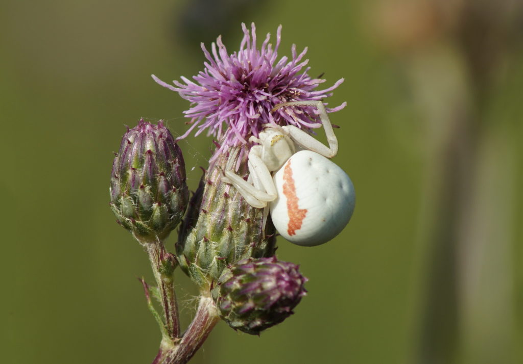 Veränderliche Krabbenspinne