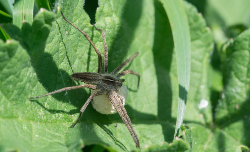 Listspinne