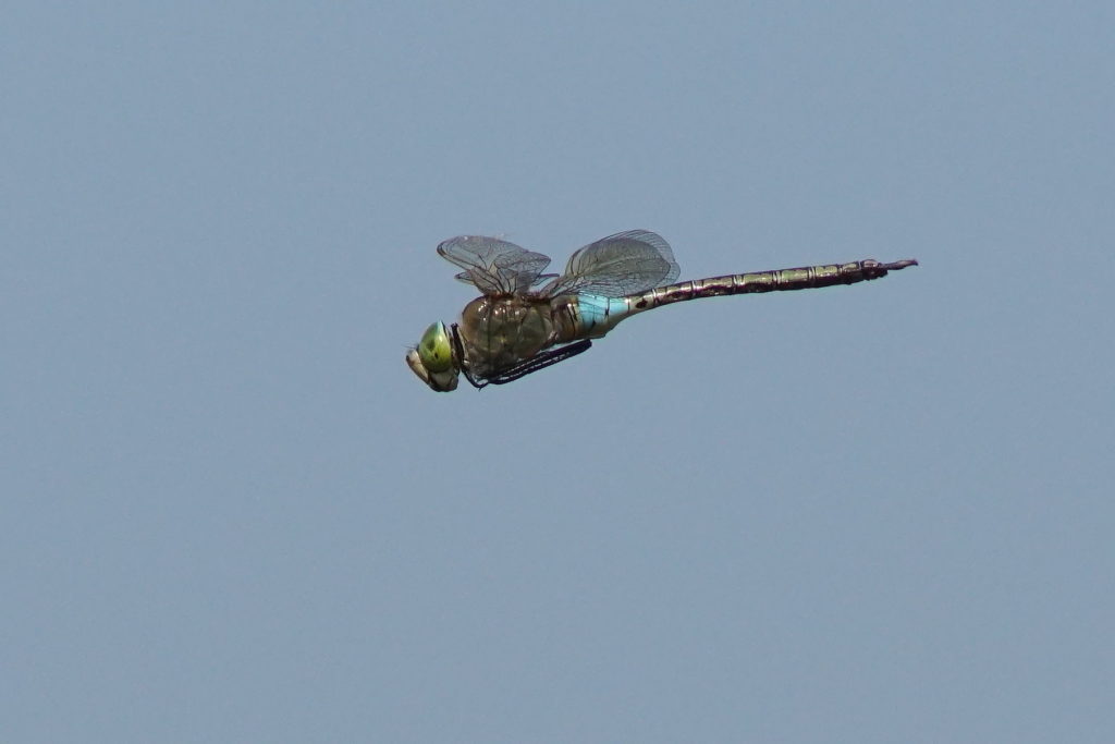 Kleine Königslibelle