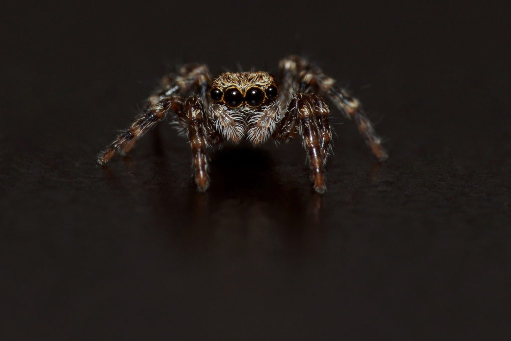 Wollige Mauer-Springspinne