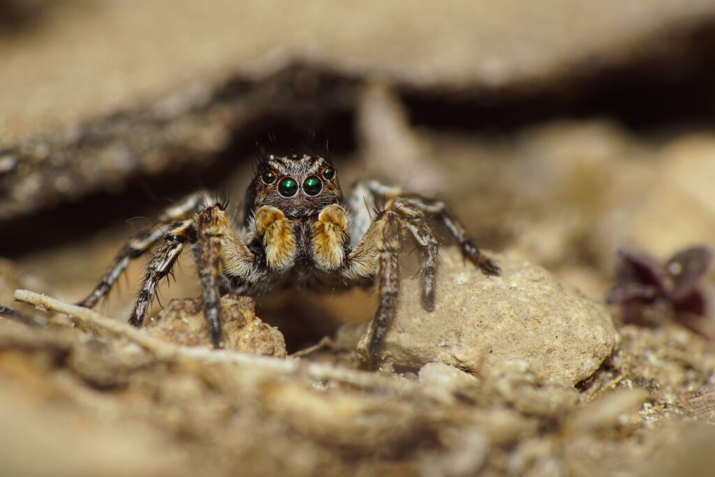 V-Fleck-Springspinne